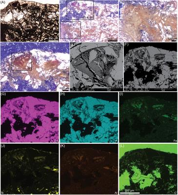 SEM Analyses of Fossilized Chondrocytes in the Extinct Birds Yanornis and Confuciusornis: Insights on Taphonomy and Modes of Preservation in the Jehol Biota